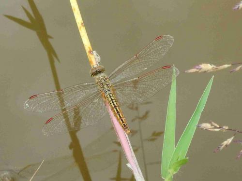 Réf. 208 524 : Brachythemis contaminata
